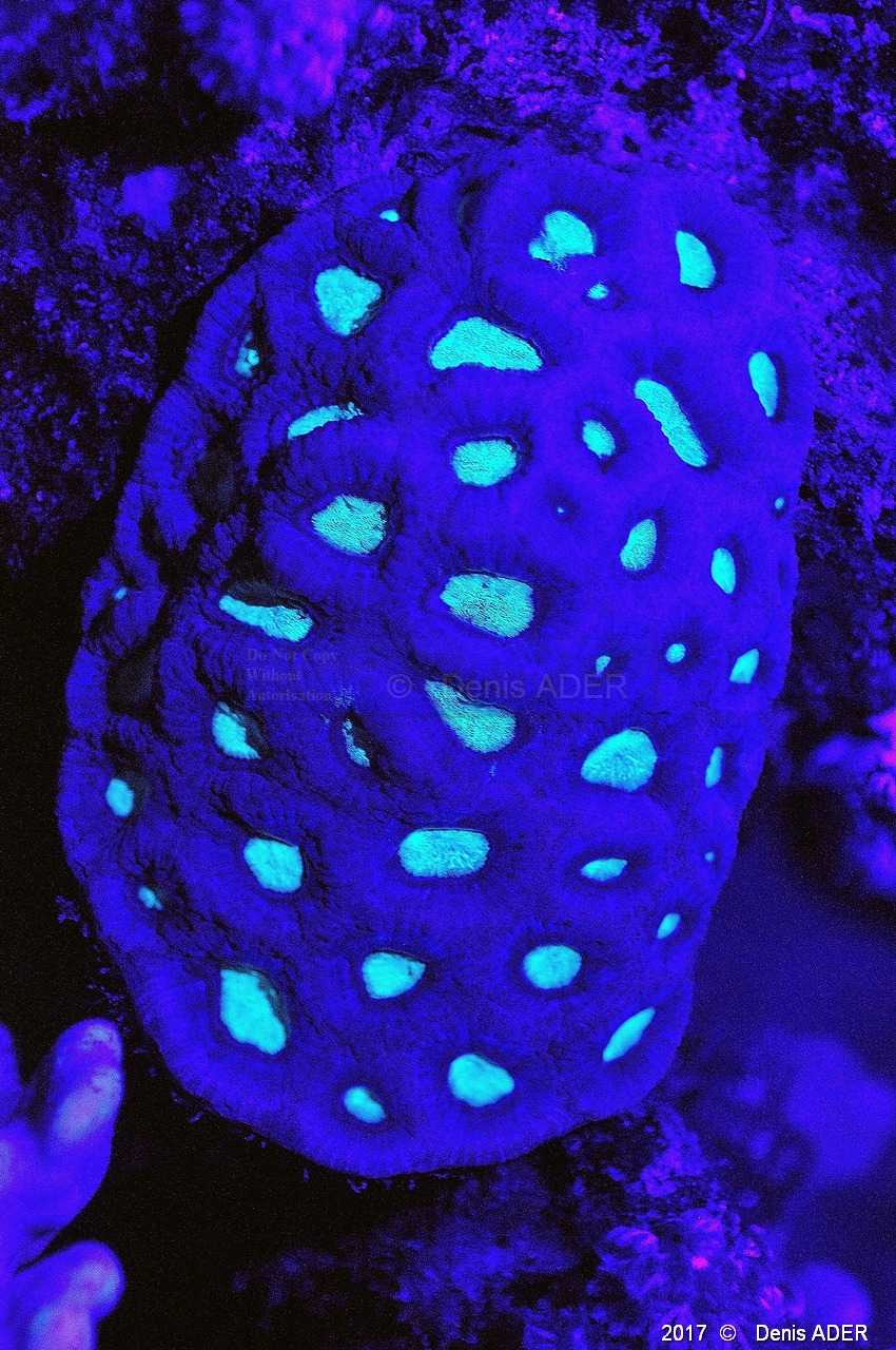 Favites vasta Corail Favites vasta en UV-Safaga Coral Beach-11m-20171123nuit-Denis-ADER-DSC_3722_tn.jpg
